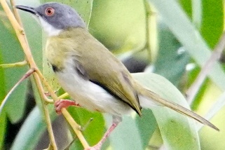 Apalis flavida - Gelbbauch-Feinsänger (Gelbbrust-Feinsänger)